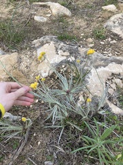 Conostylis candicans