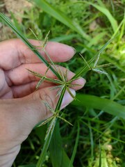 Cyperus sphacelatus