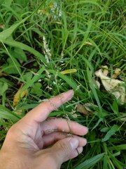 Eragrostis unioloides
