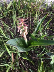 Lachenalia bulbifera