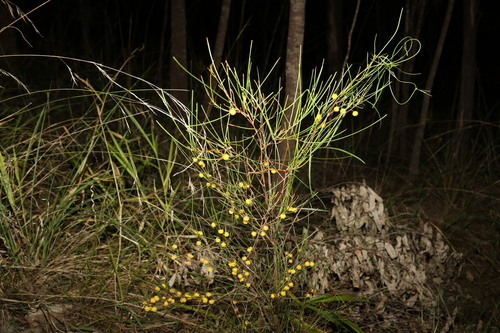 Image of Acacia juncifolia by (c) Greg Tasney, some rights reserved (CC BY-SA)