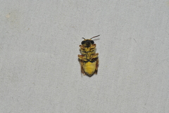 Megachile poeyi