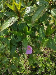 Melastoma septemnervium