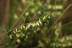 Styphelia biflora