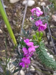 Indigofera sp11