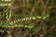 Styphelia biflora