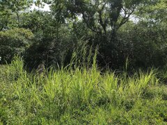 Themeda villosa