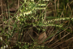 Styphelia biflora