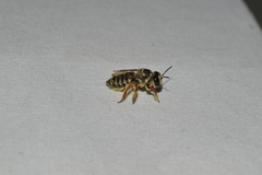 Megachile poeyi