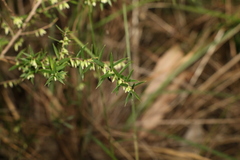 Styphelia biflora