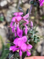Indigofera sp11