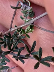Indigofera sp11