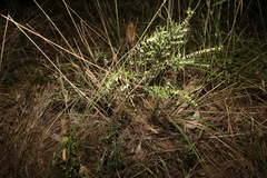 Styphelia biflora
