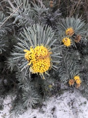 Leucospermum