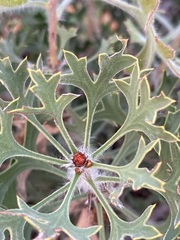 Petrophile macrostachya