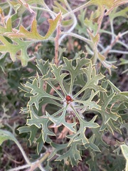Petrophile macrostachya