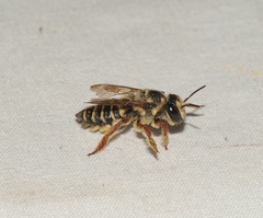 Megachile poeyi