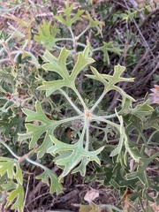 Petrophile macrostachya