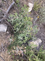 Petrophile macrostachya