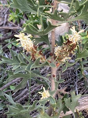 Petrophile macrostachya