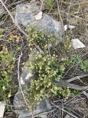 Opercularia spermacocea