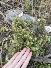 Opercularia spermacocea