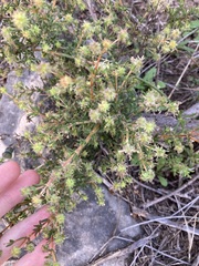 Opercularia spermacocea