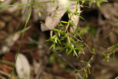 Styphelia biflora