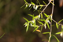 Styphelia biflora