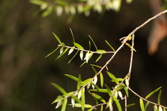 Styphelia biflora