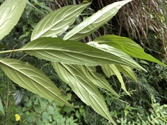 Rhamnus pilushanensis