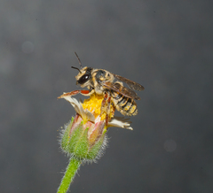 Megachile poeyi