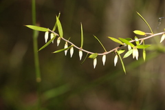 Styphelia biflora