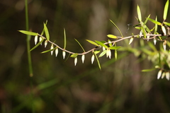 Styphelia biflora