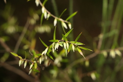 Styphelia biflora