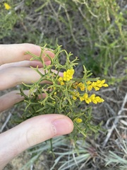 Synaphea spinulosa