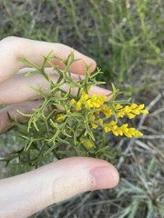 Synaphea spinulosa