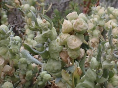 Atriplex lindleyi