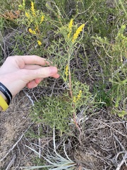 Synaphea spinulosa