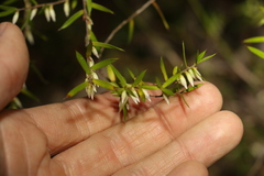 Styphelia biflora