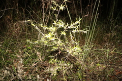 Styphelia biflora