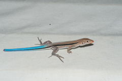 Pholidoscelis auberi