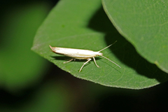 Ypsolopha blandella
