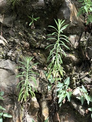Pseudognaphalium hypoleucum