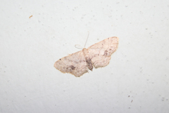 Idaea dimidiata