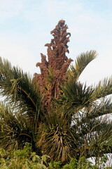Raphia australis