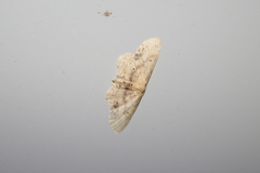 Idaea dimidiata