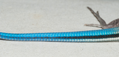 Pholidoscelis auberi
