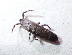 Lepidophorellinae