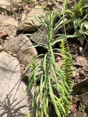 Pseudognaphalium hypoleucum